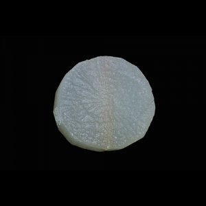 百洋白萝卜粒