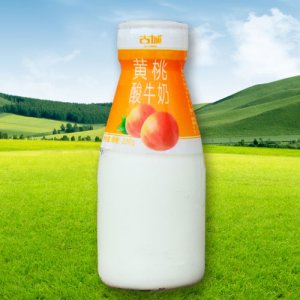 古城瓶装-黄桃酸牛奶