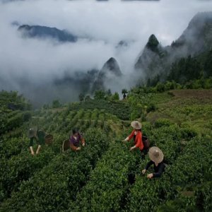 陆羽留香绿茶“雅”陶罐礼盒