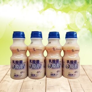 今古乳酸菌