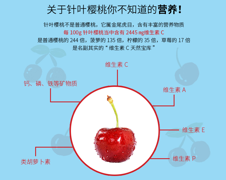 针叶樱桃VC_03.jpg