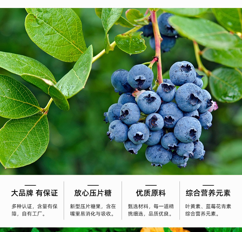 蓝莓叶黄素压片糖果_04.jpg