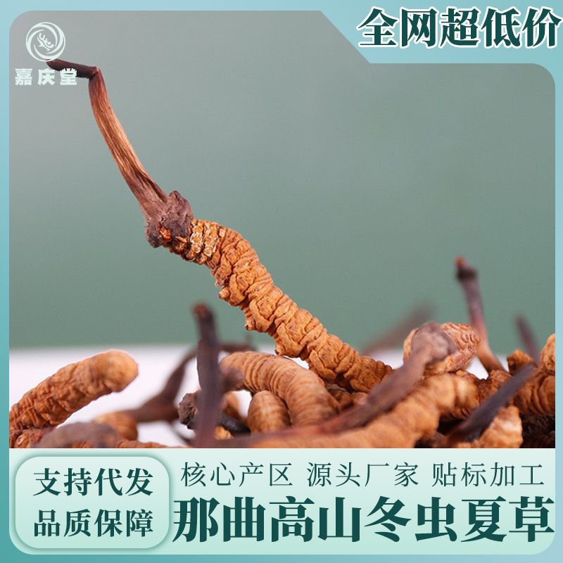 那曲冬虫夏草源头产地直收正品实体看货虫草滋补品批发代发非青海.jpg