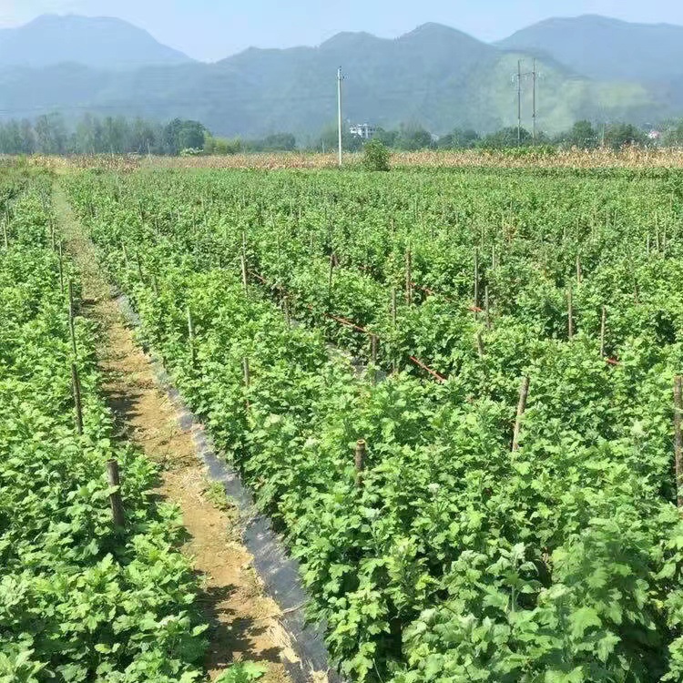 菊花茶茶叶金丝皇菊焦作特产菊花黄菊大朵创源堂厂家批发3.jpg