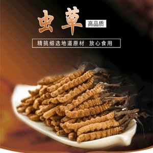 西藏虫草干OEM/ODM定制代加工