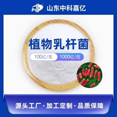 植物乳杆菌100亿OEM/ODM代加工