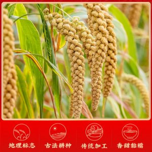 陕北米脂黄小米500g*5袋OEM/ODM代加工