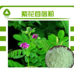 苜蓿苗粉 苜蓿提取汁粉贴牌OEM/ODM