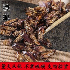 中药材批发 蟑螂 药用蟑螂 散装蟑螂干 蟑螂粉量大从优OEM/ODM定制代加工