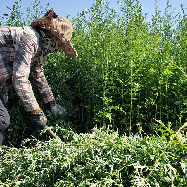 艾草纯露 贴牌定制代加工