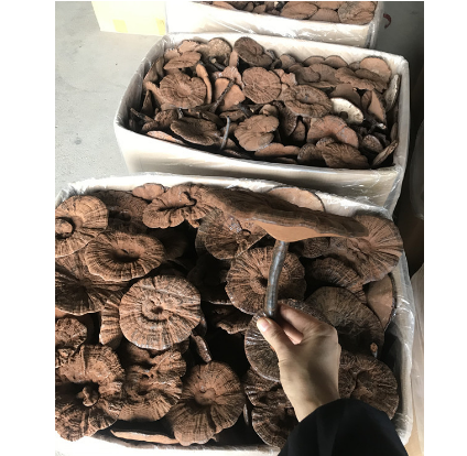 野生段木栽培黑灵芝紫灵芝整枝OEM贴牌代工