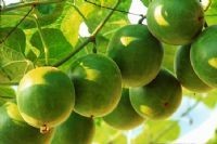 罗汉果提取物OEM代加工