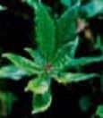 湖南金捷生物工程有限公司