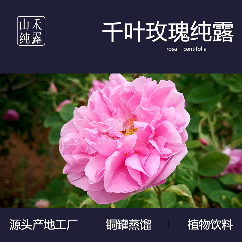 功能饮料玫瑰花水 千叶玫瑰纯露OEM代加工