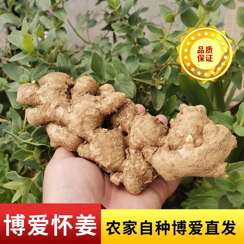 农户自种怀姜食用农产品姜上庄生姜怀姜糖膏鲜姜原料散装批发供应OEM代加工