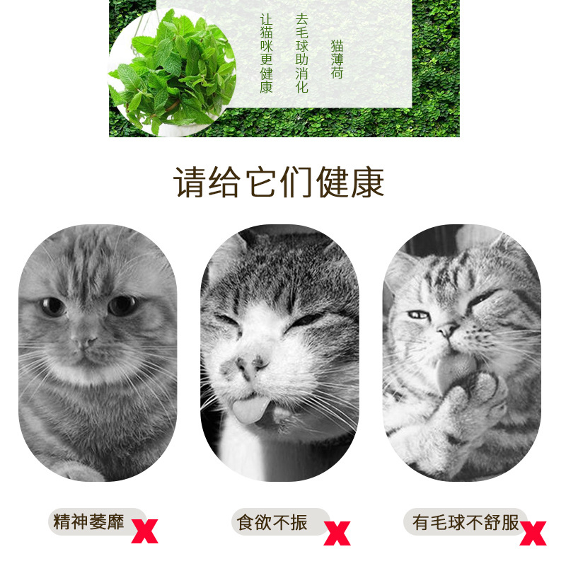 猫薄荷粉 猫咪零食去毛球化毛猫草 清新口气助消化 猫零食批发OEM代加工