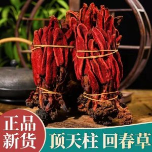 回春草 正宗不老草粉云南野生草苁蓉粉泡 酒料煲汤泡水 批发零售