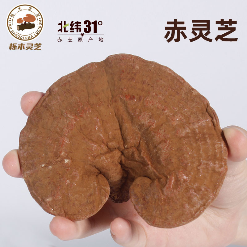 赤灵芝OEM代加工