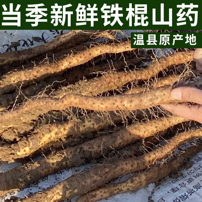 厂家批发新鲜铁棍山药河南特产焦作垆土铁棍山药温县铁杆怀山药棍